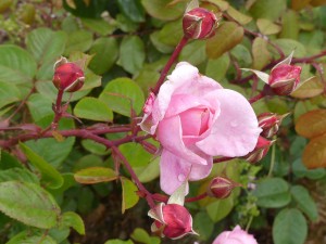 KISS ME KATE (climber)